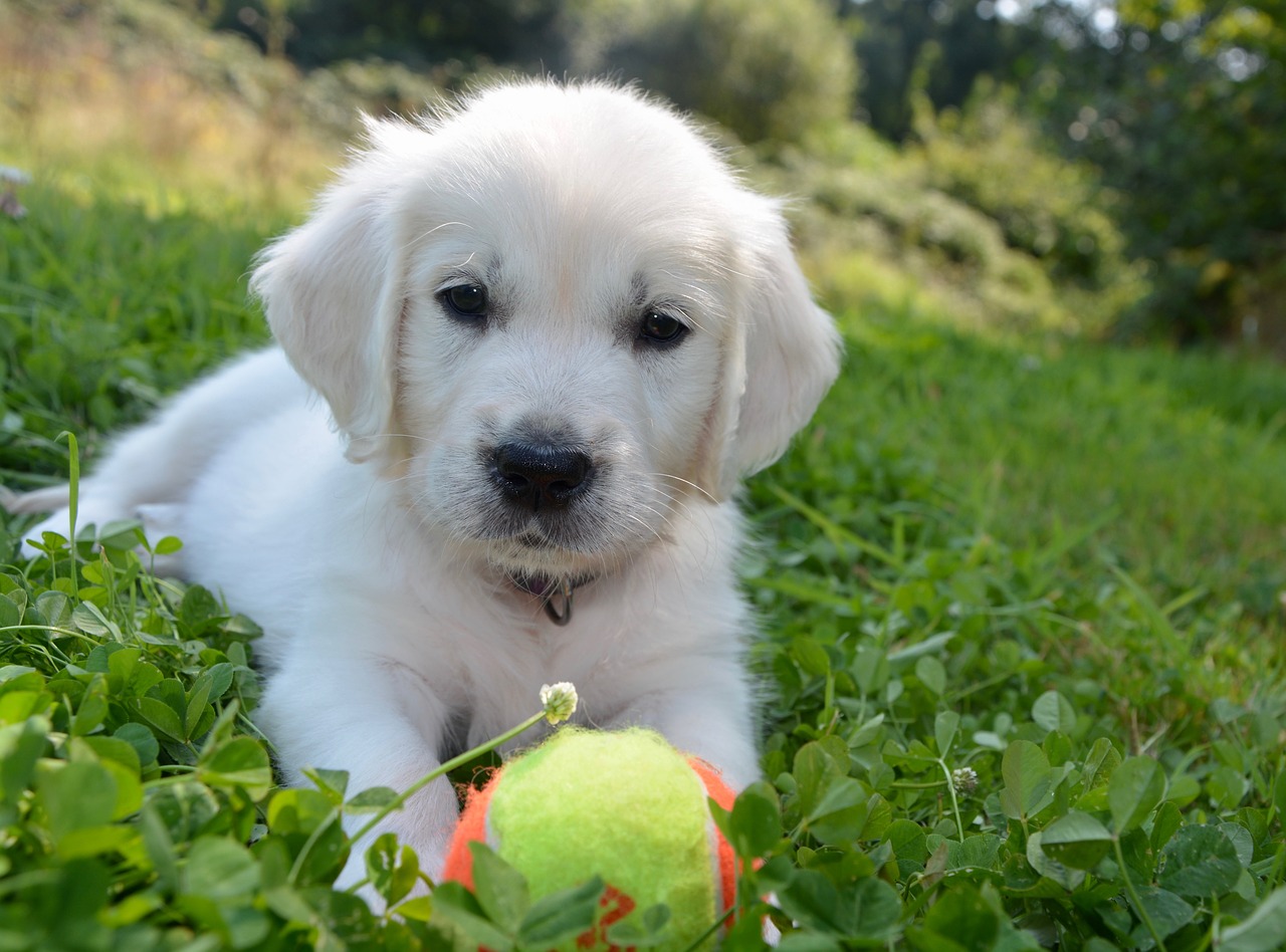 golden retriever dog male free photo