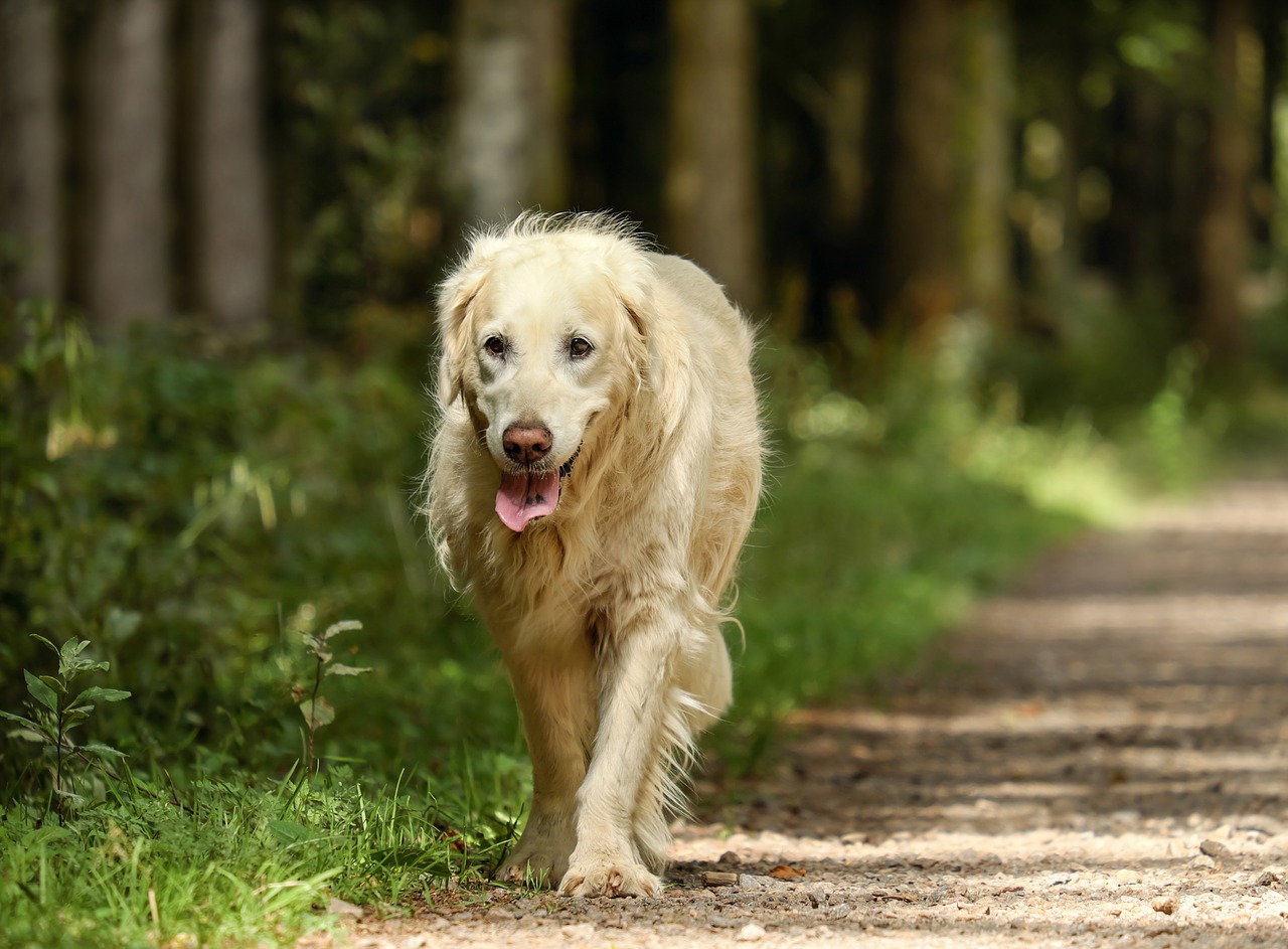 golden retriever dog retriever free photo