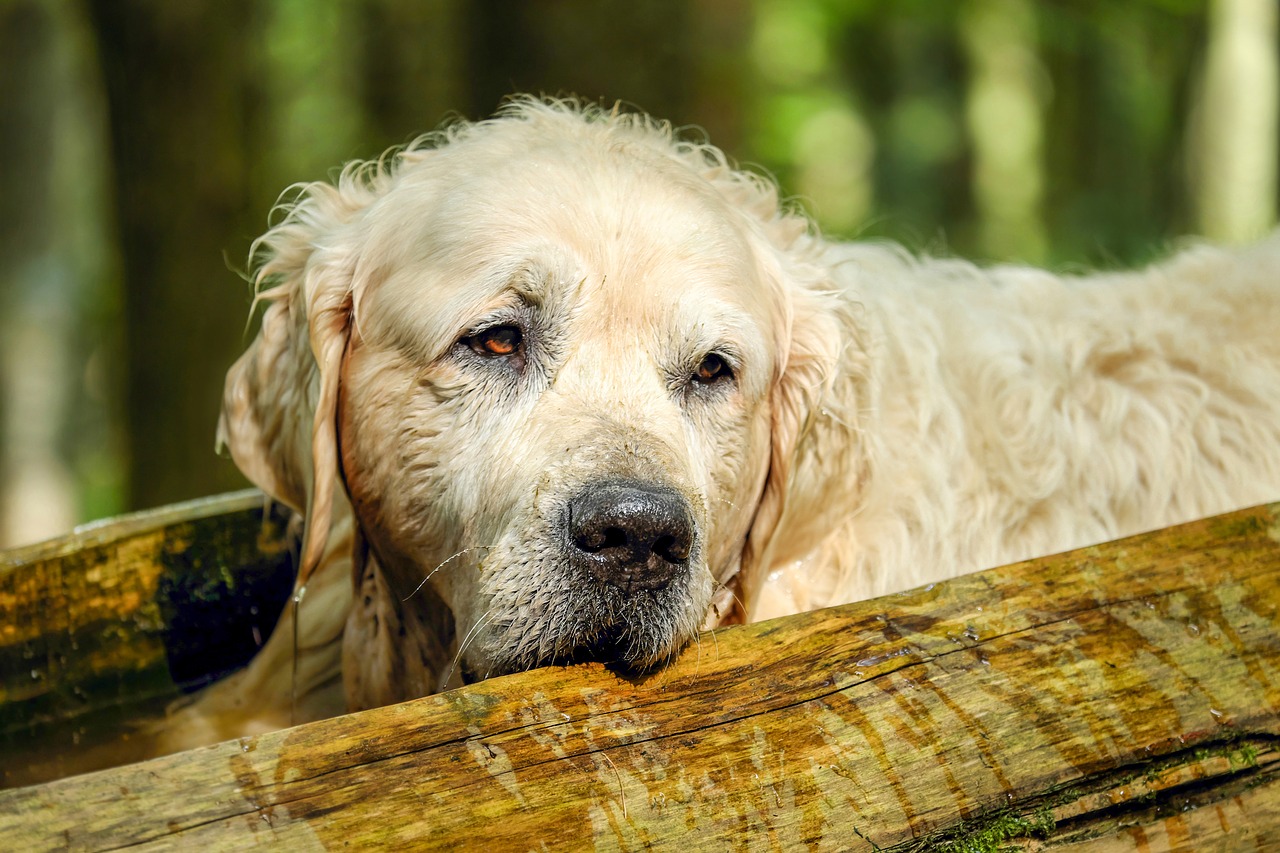 golden retriever dog retriever free photo