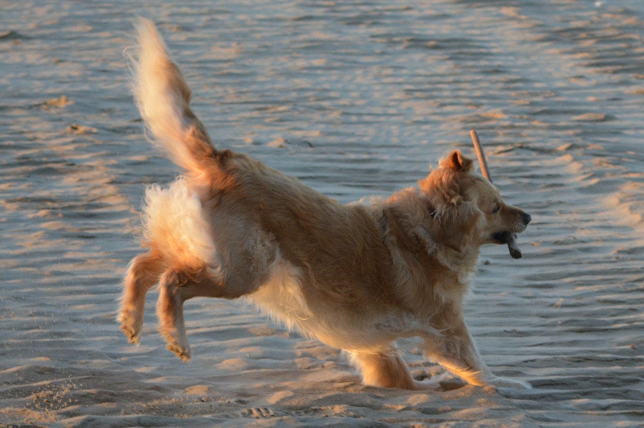 golden retriever dog animals free photo