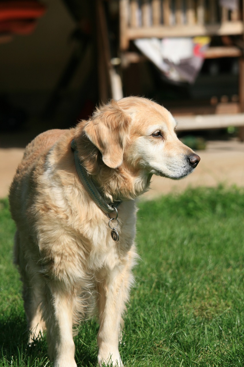 golden retriever dog pet free photo