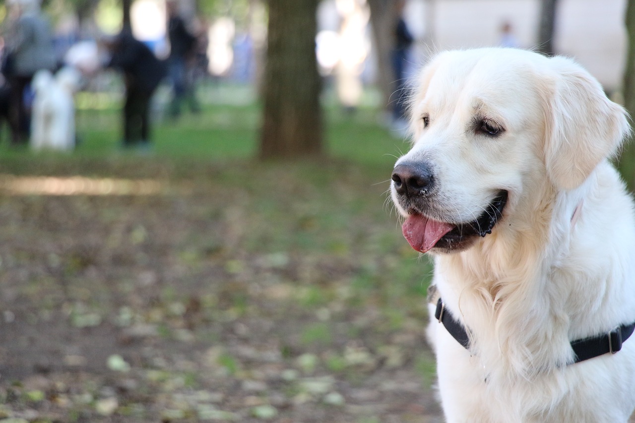 golden retriever golden dog free photo