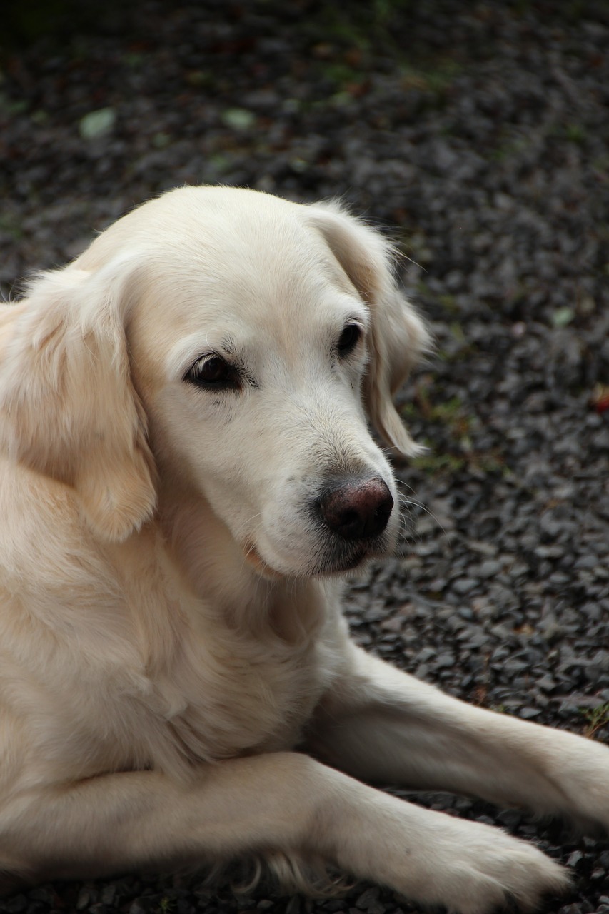 golden retriever dog cute free photo