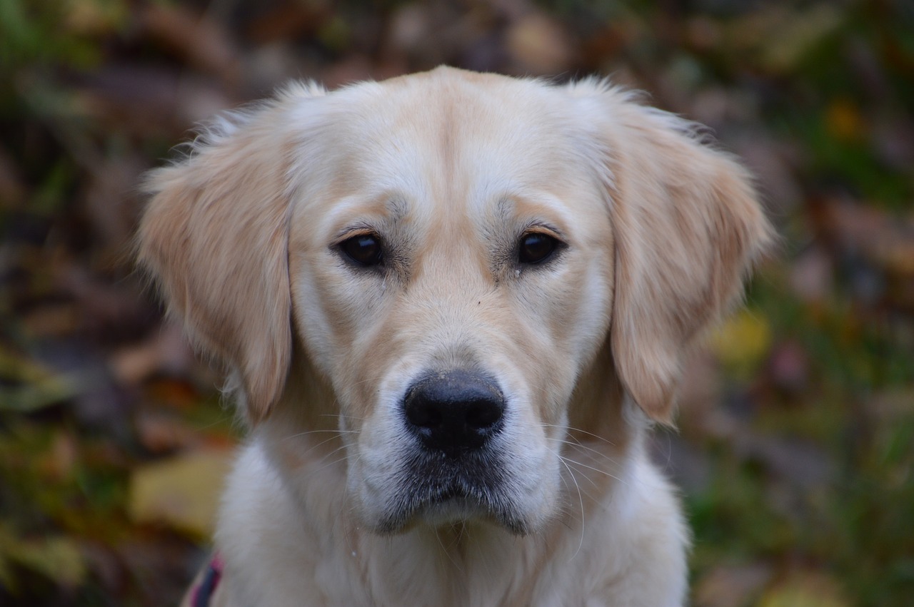 golden retriever  animal  dog free photo