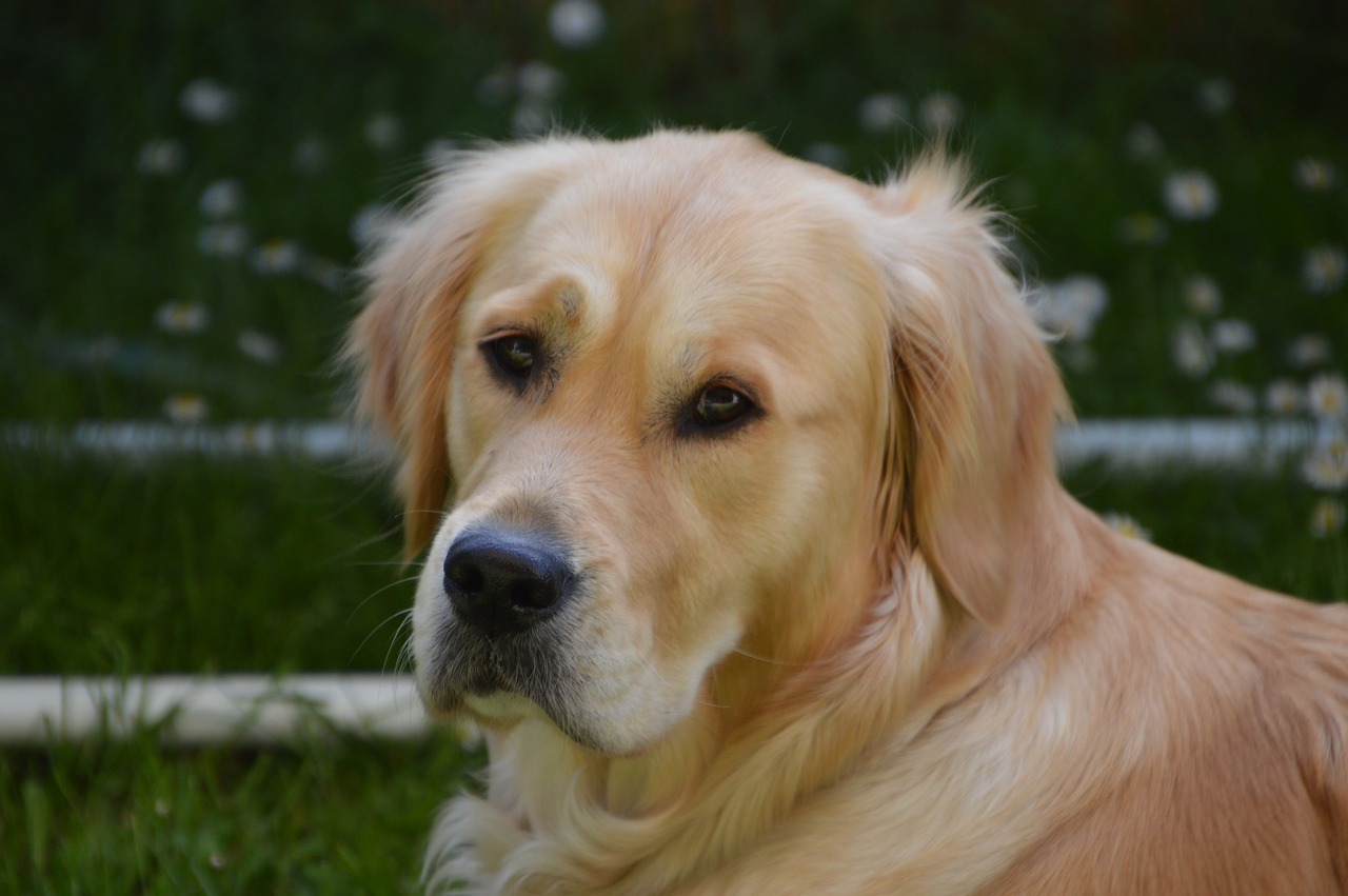 golden retriever  purebred dog  young free photo