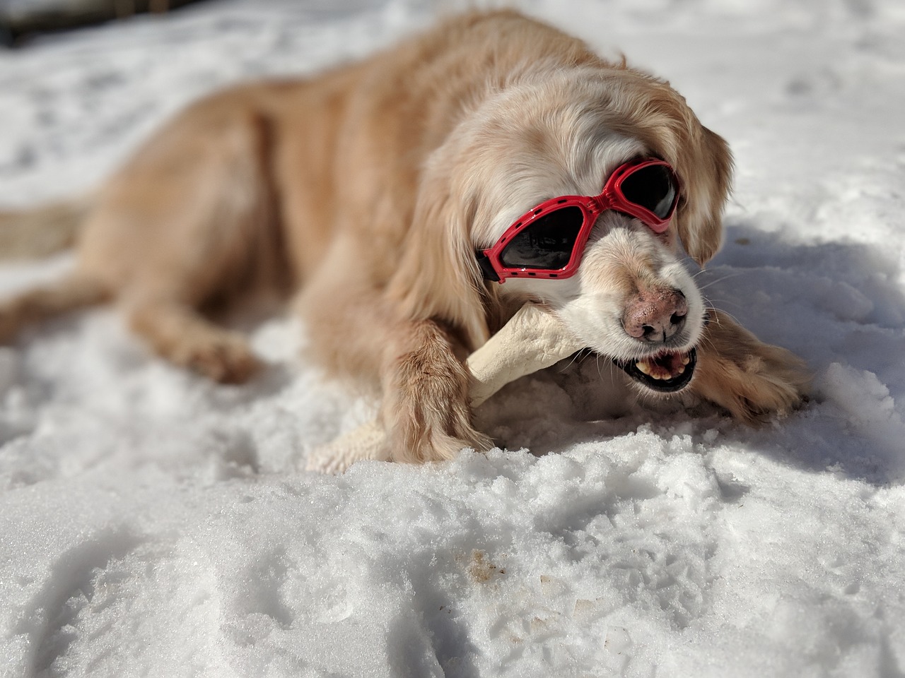 golden retriever  dog  old free photo