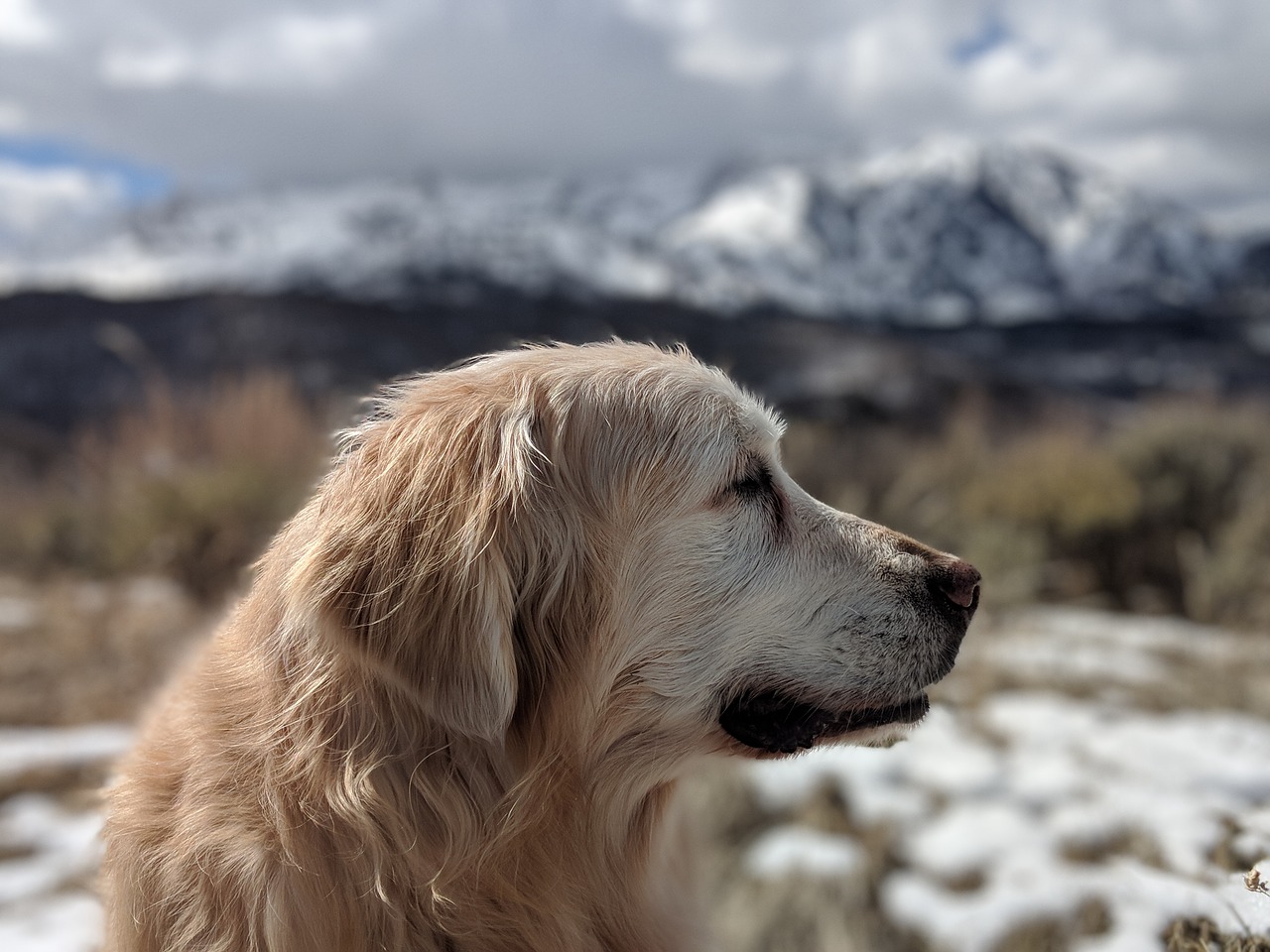 golden retriever  dog  old free photo