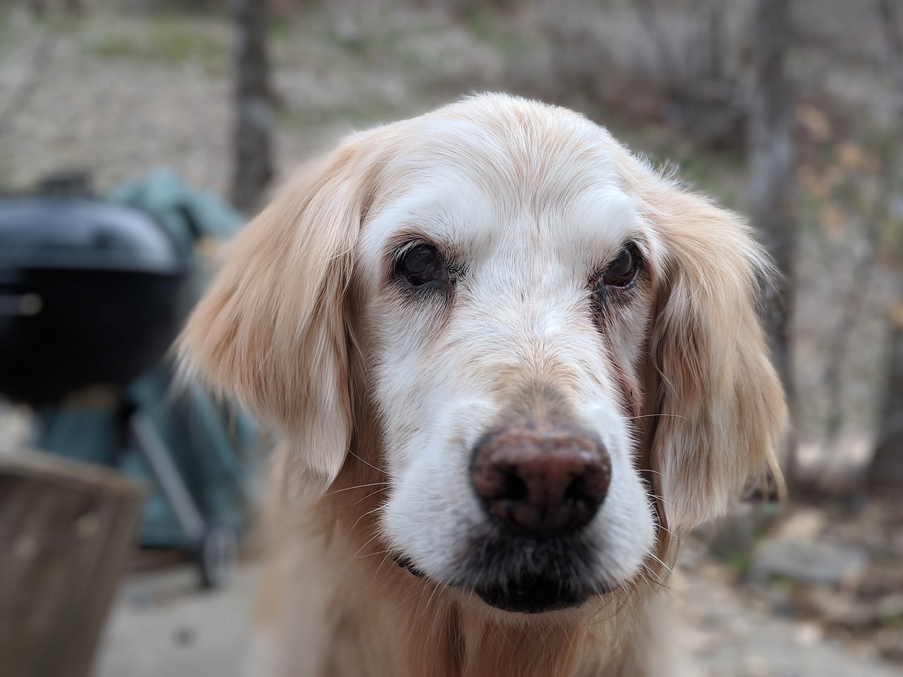 golden retriever  dog  old outdoor free photo