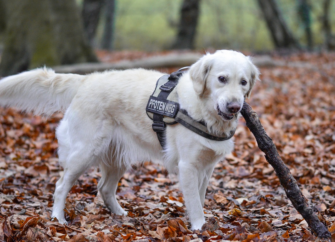 golden retriever  dog  animal free photo