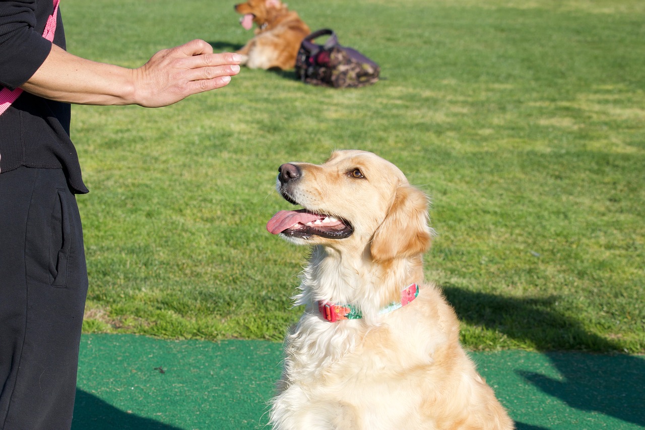 golden retriever  dog commands  dog sit free photo