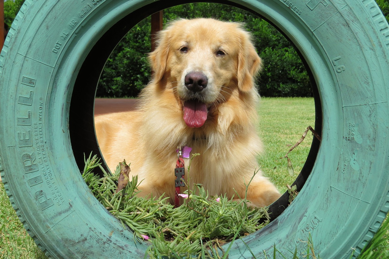 golden retriever  tire  dog free photo