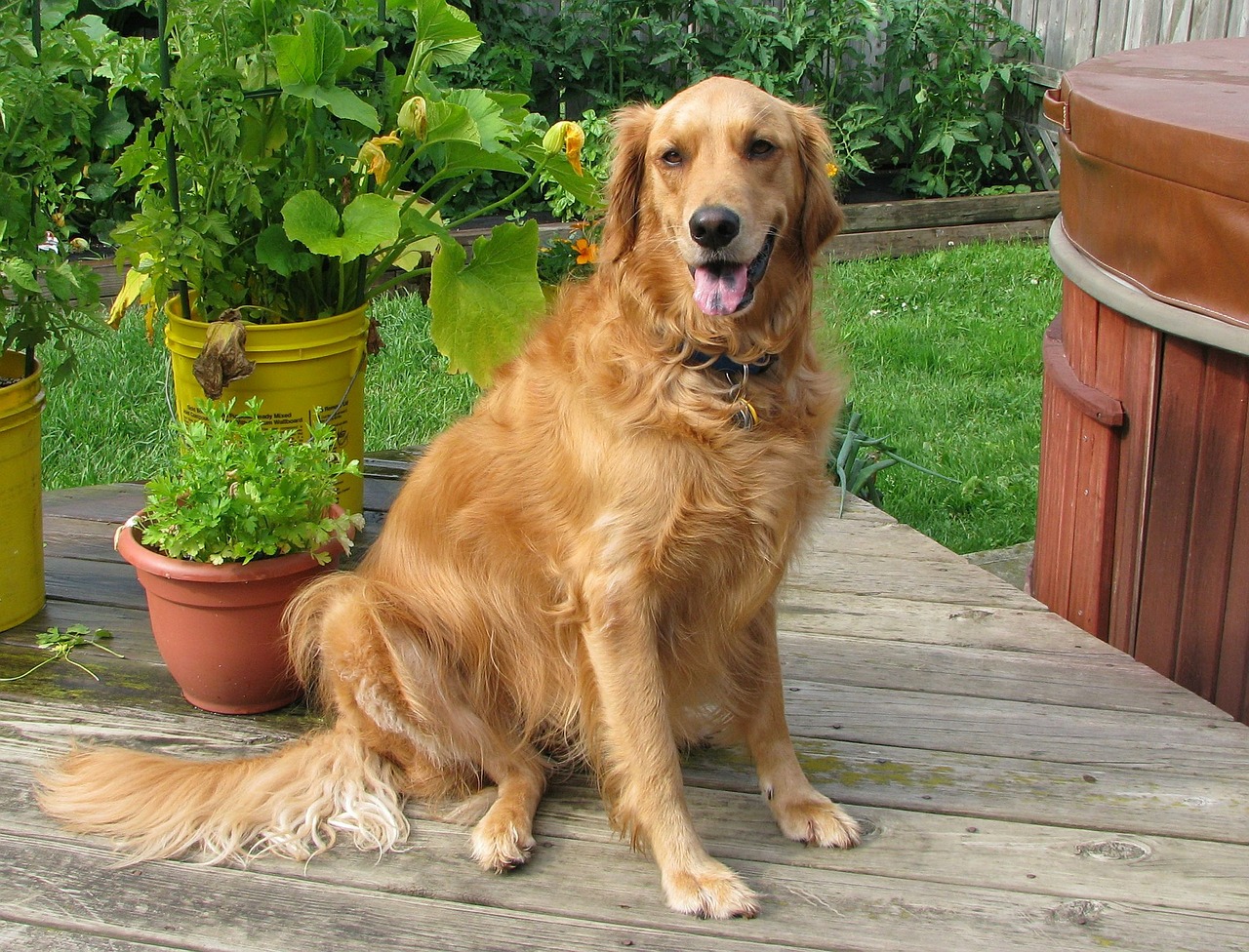 golden retriever dog pet free photo