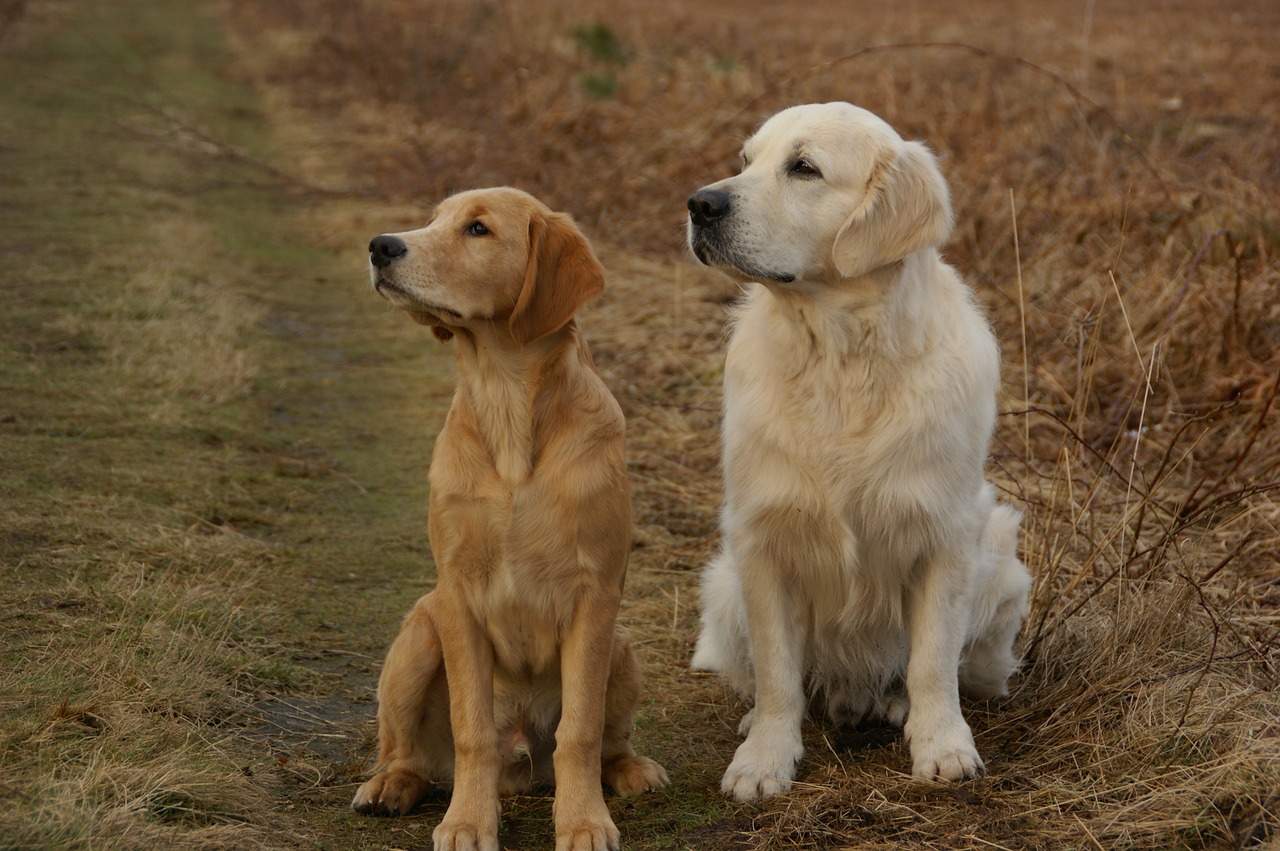 golden retriever dogs pets free photo