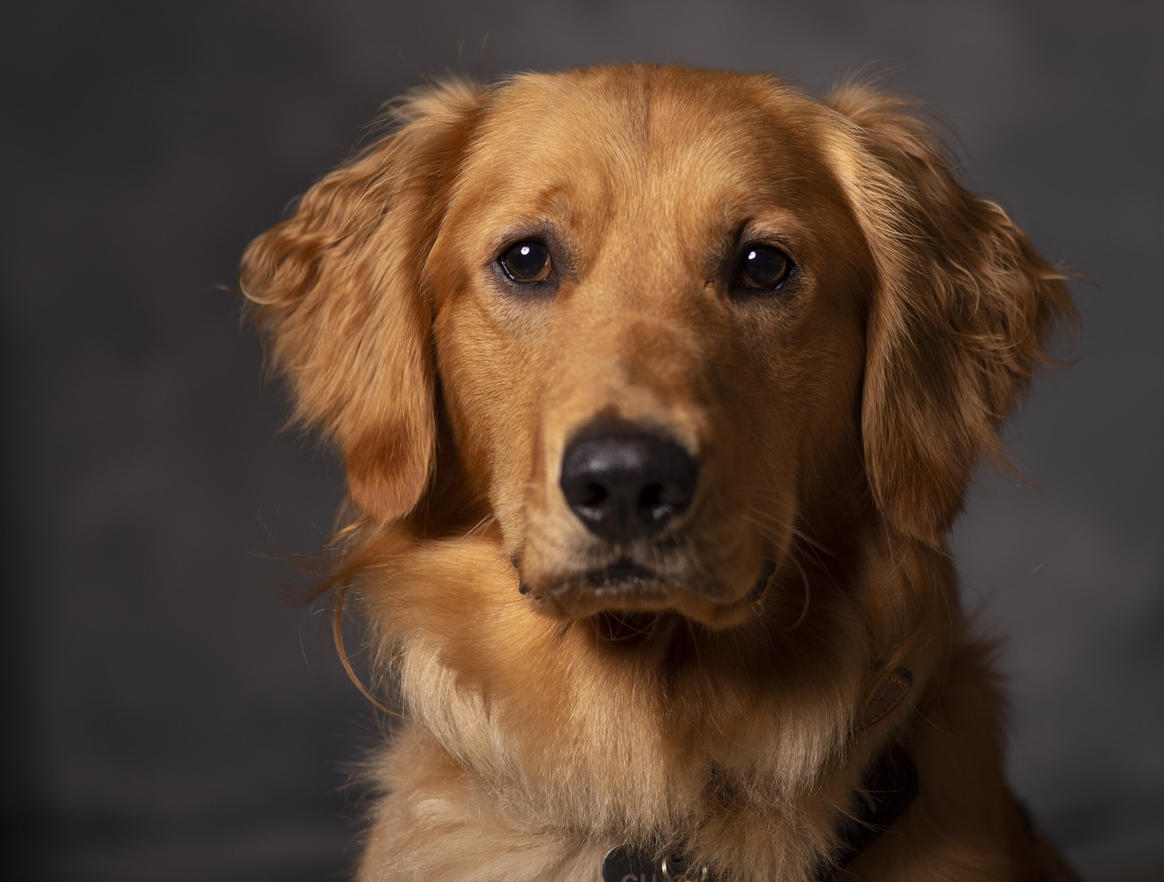 golden retriever  dog  canine free photo