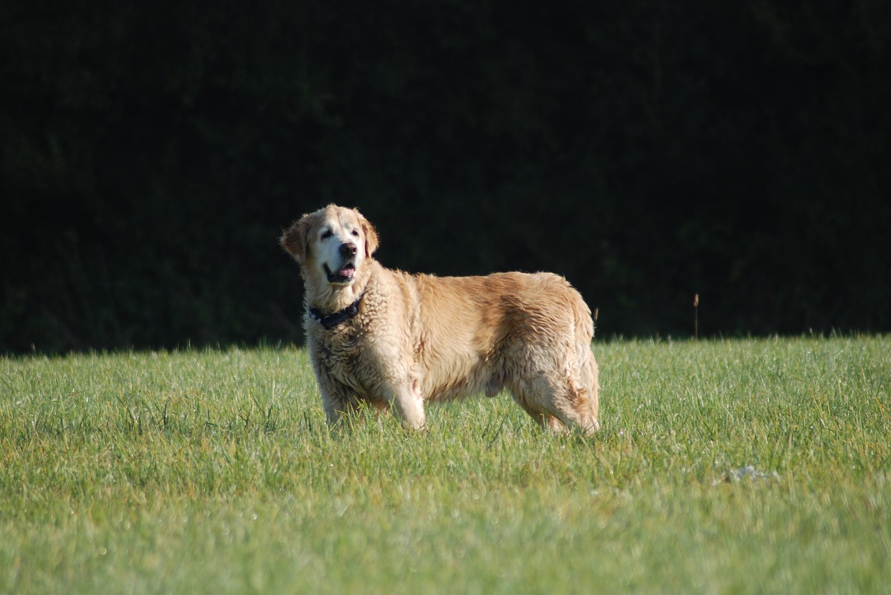 golden retriever  male  pet free photo