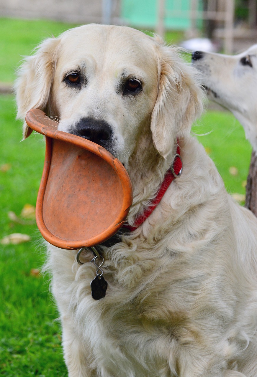 golden retriever  dog  dog breed free photo
