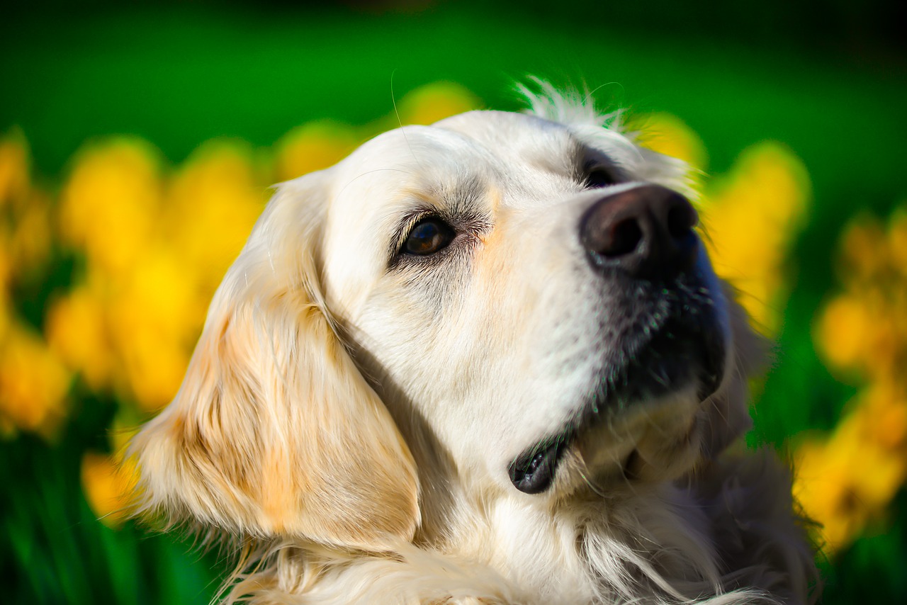 golden retriever  portrait  spring free photo