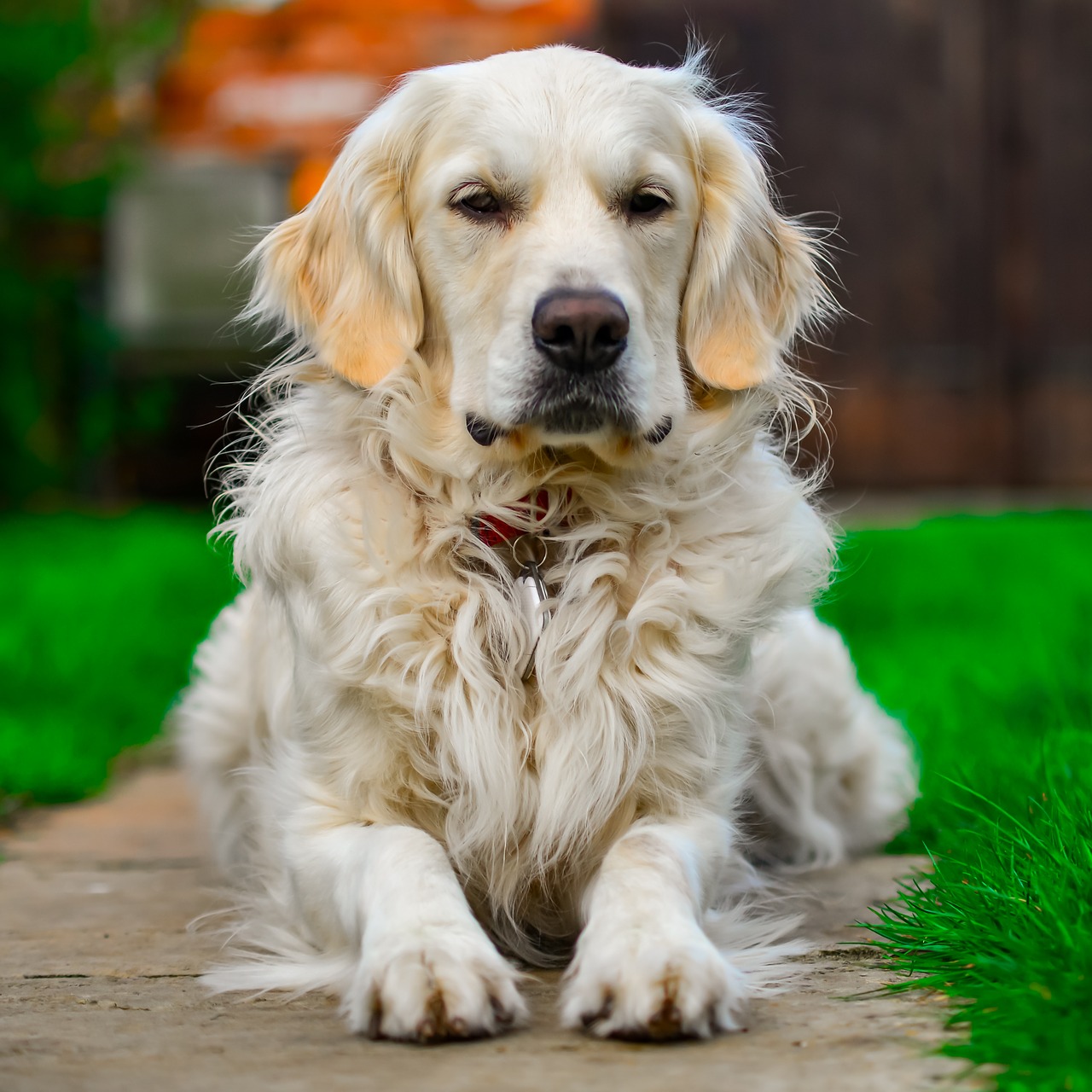 golden retriever  relax  portrait free photo