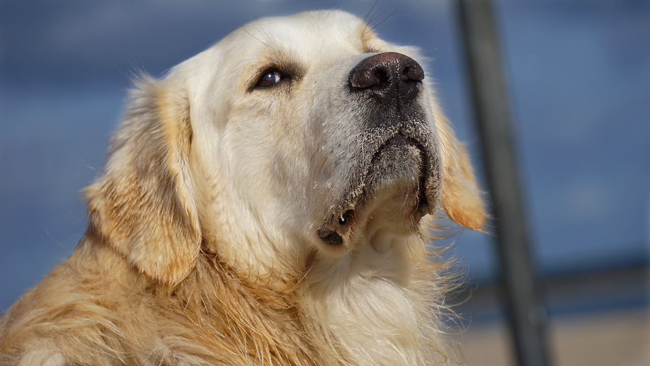 golden retriever  dog  animal free photo