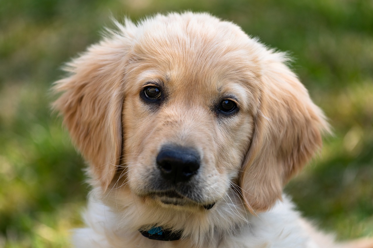 golden retriever  puppy  dog free photo