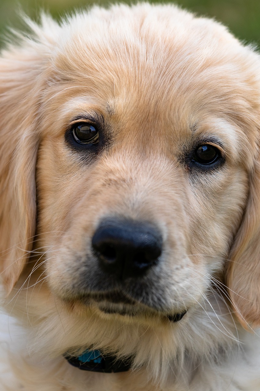 golden retriever  puppy  dog free photo