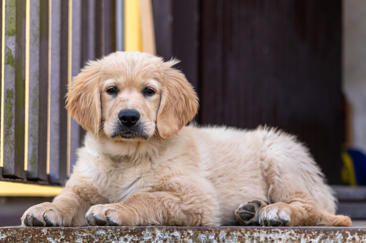 golden retriever  puppy  dog free photo