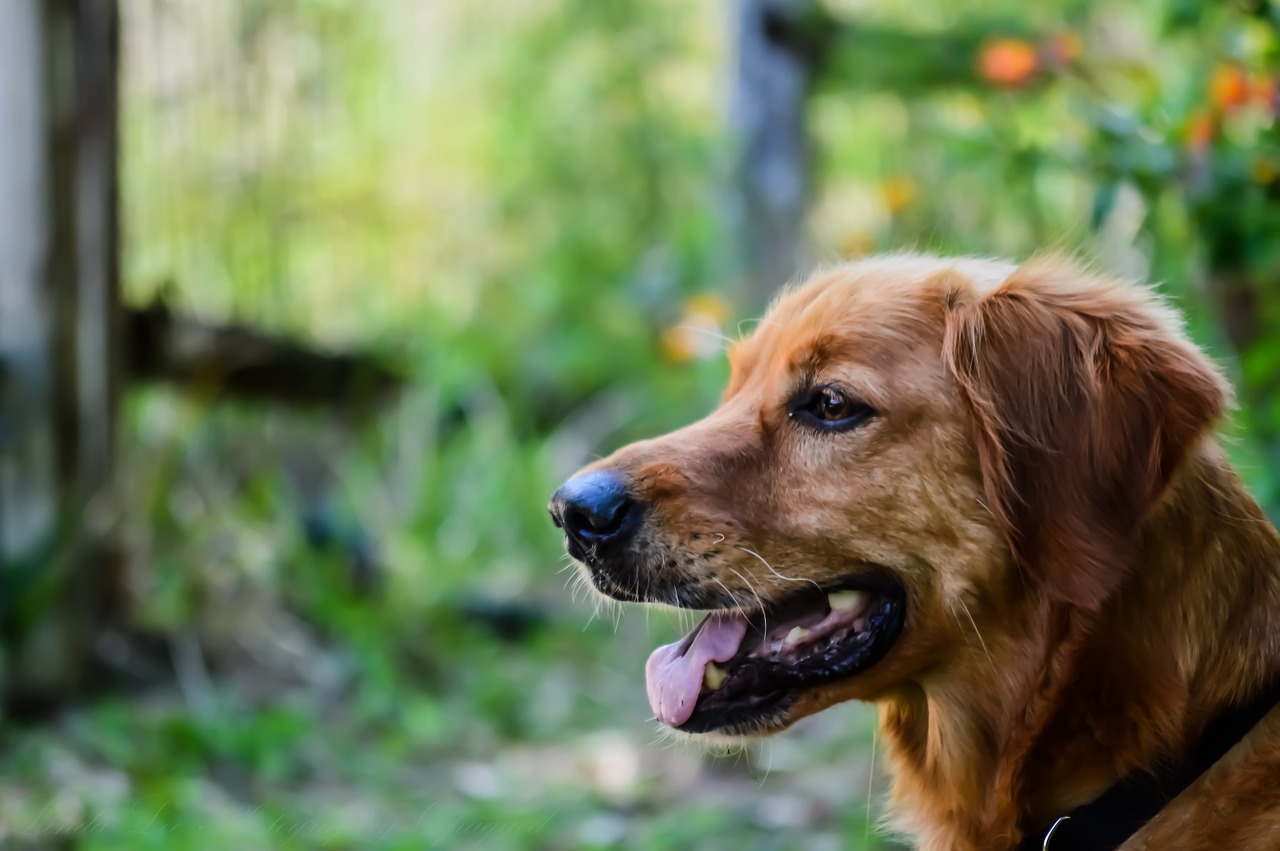 golden retriever dog pet free photo