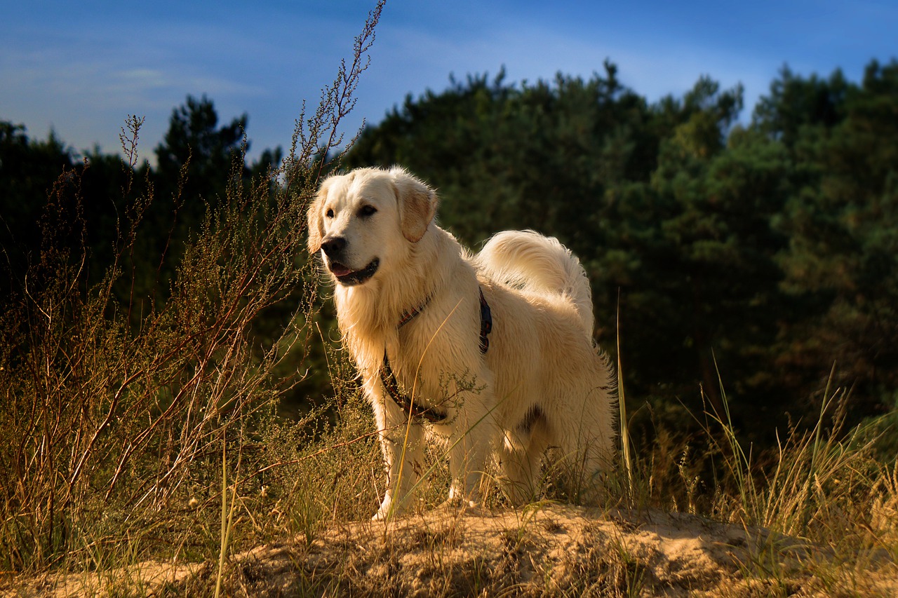 golden retriever  dog  animal free photo