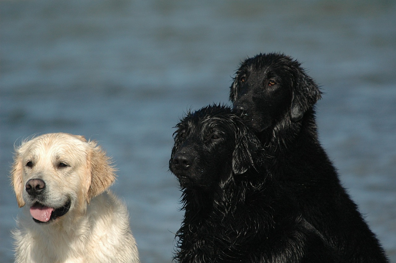 golden retriever flatcoated retriever black free photo