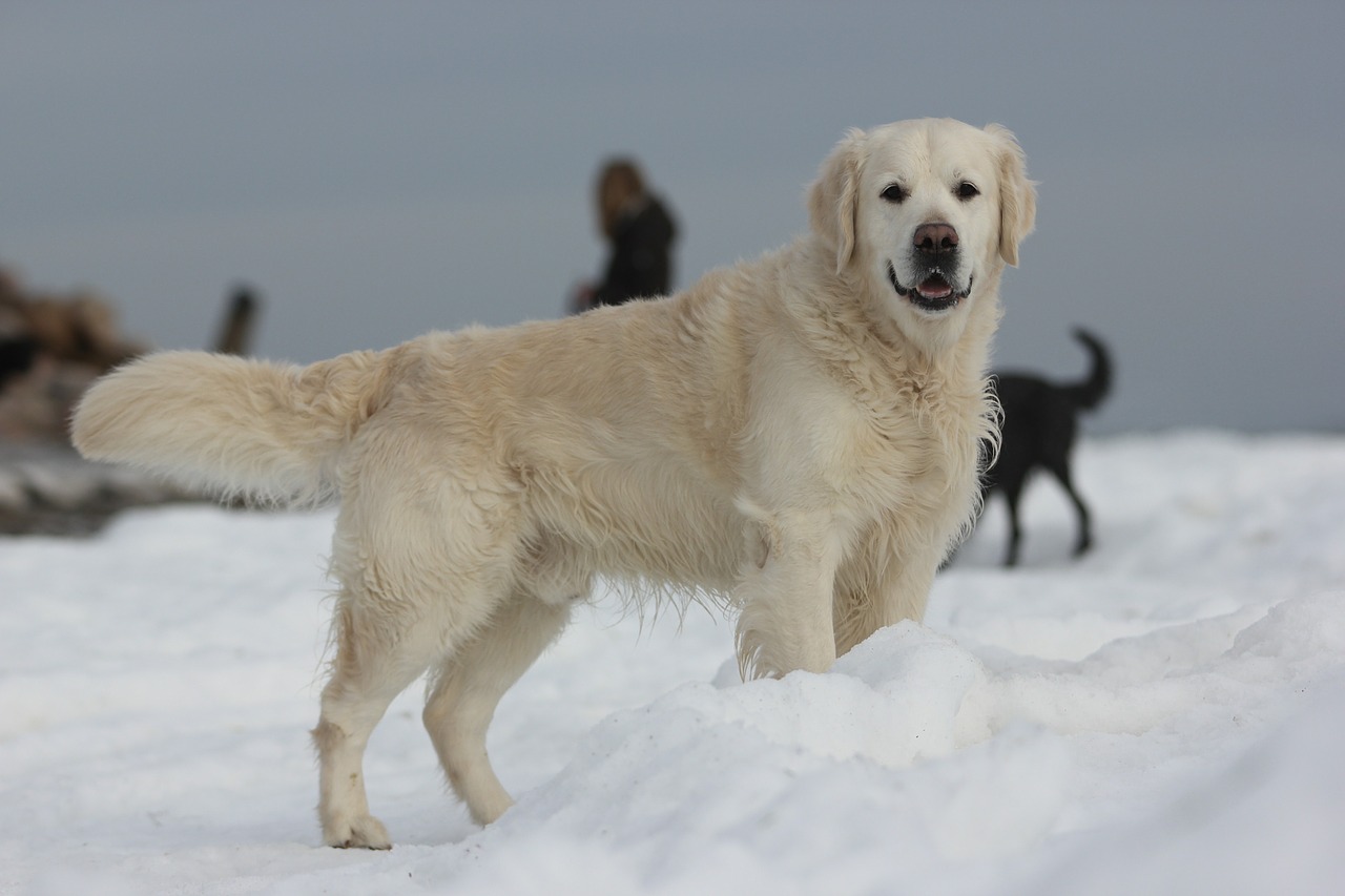 golden retriever snow winter free photo