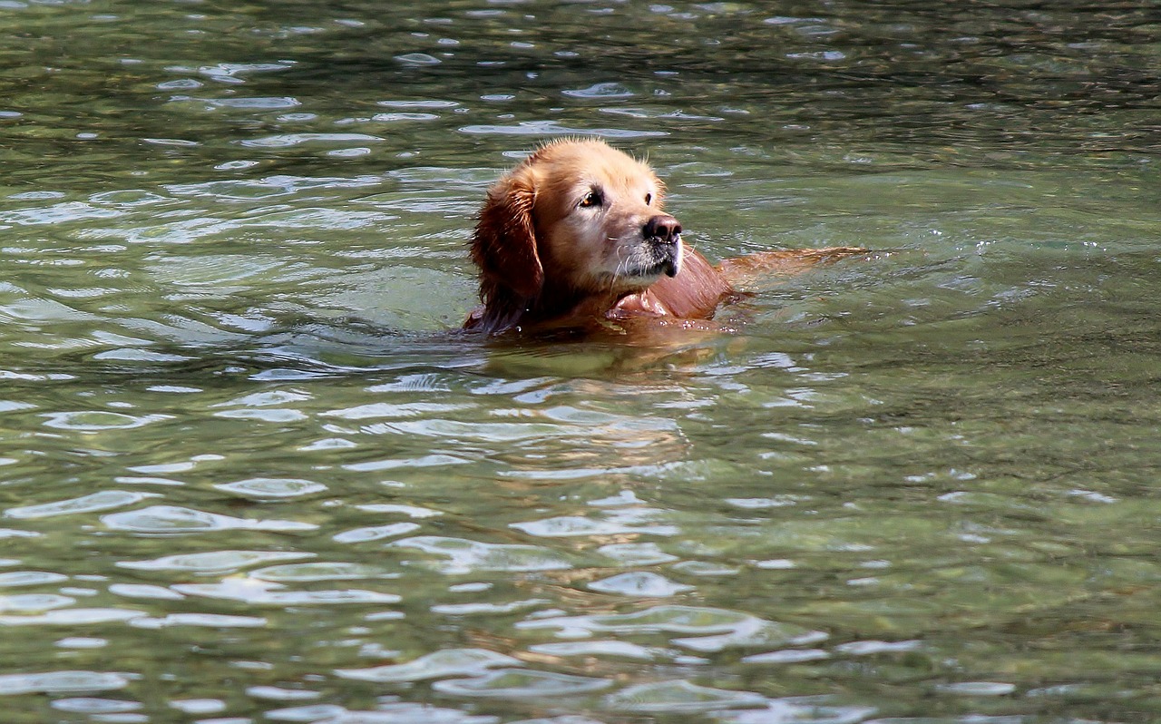 golden retriever animal dog free photo