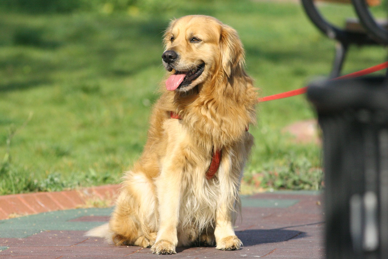 golden retriever dog animal free photo