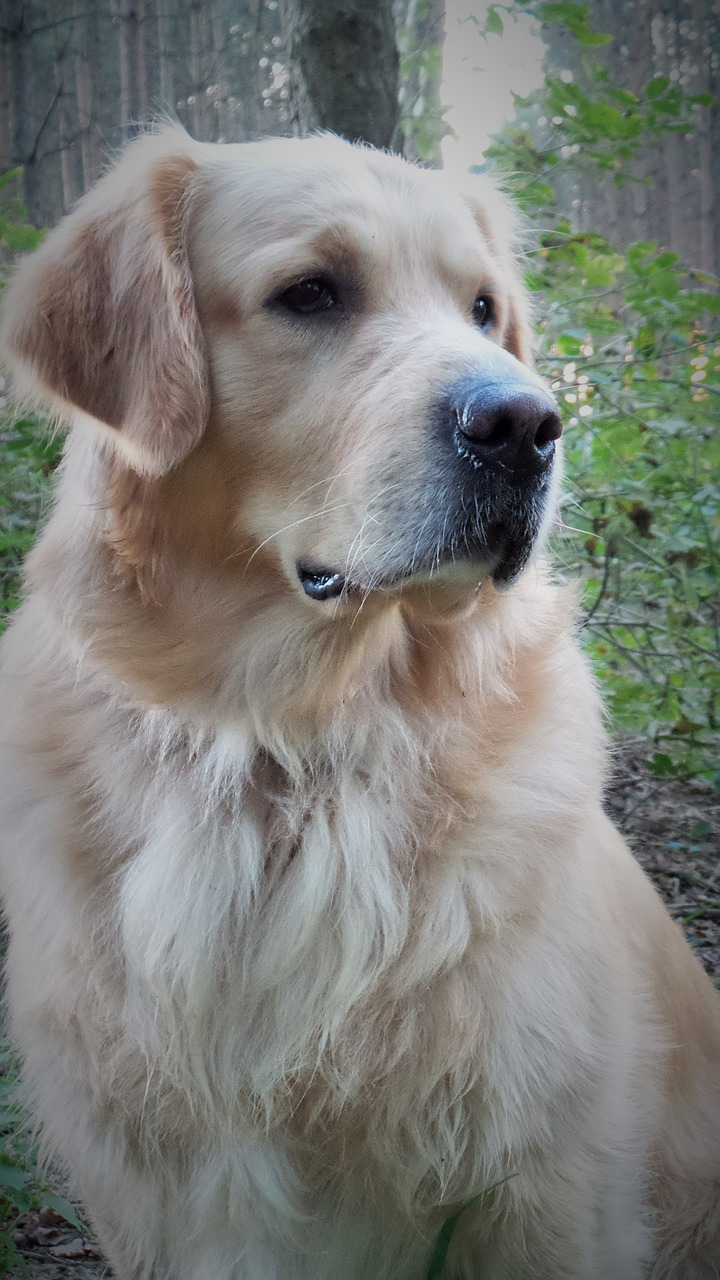 golden retriever pet dog free photo