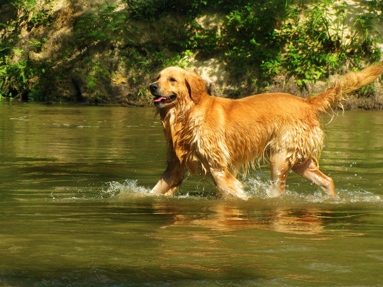 golden retriever pet dog free photo