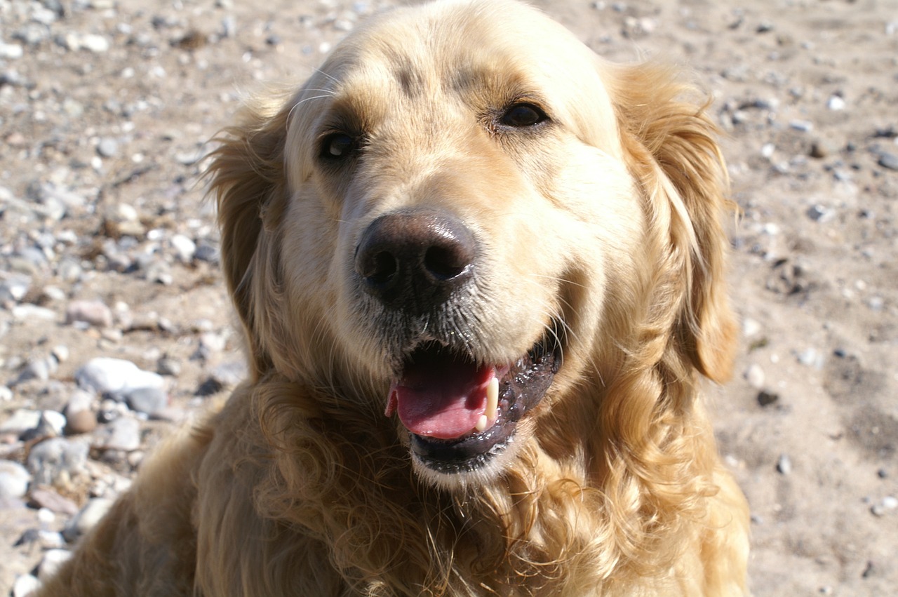 golden retriever dog labrador free photo