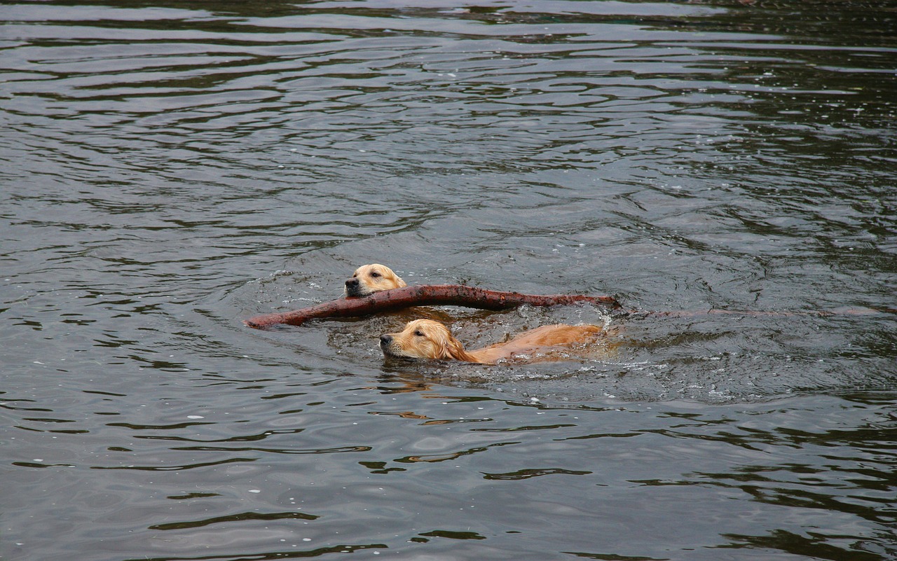golden retriever dog batons free photo