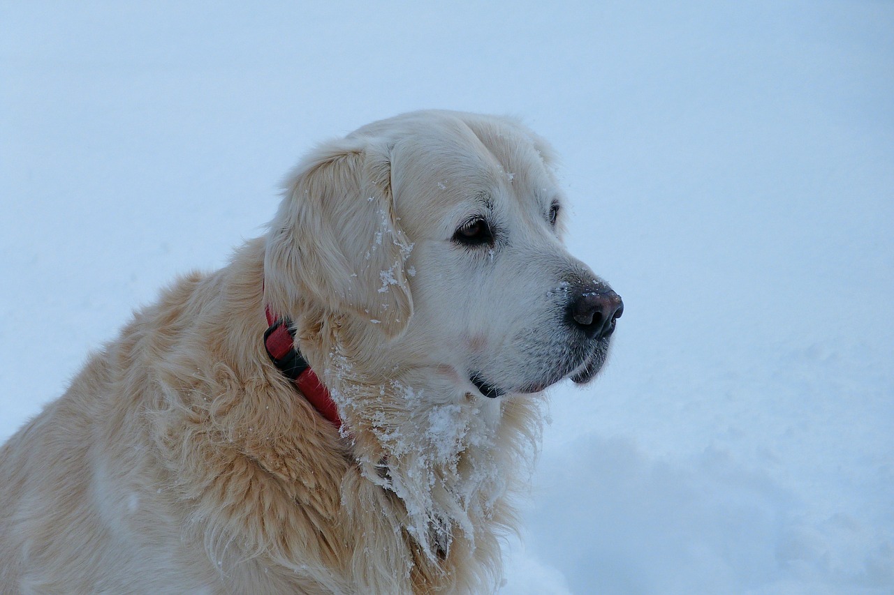 golden retriever dog pet free photo