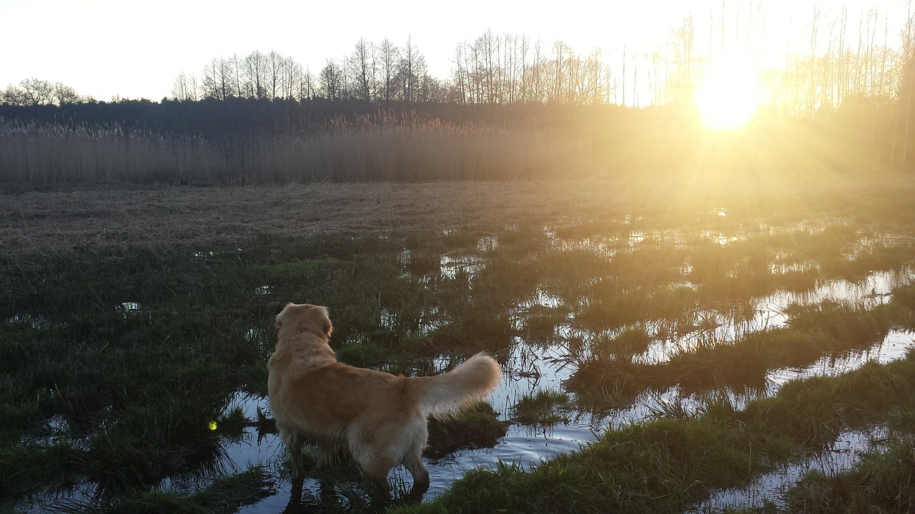 golden retriever dog sun free photo