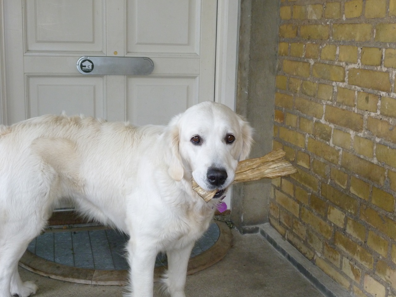 golden retriever dog hungry free photo