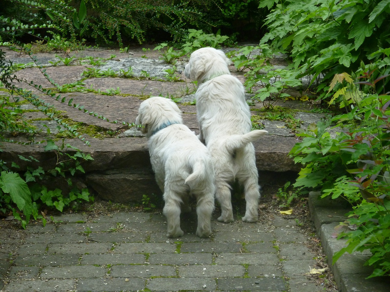 golden retriever puppy pets free photo