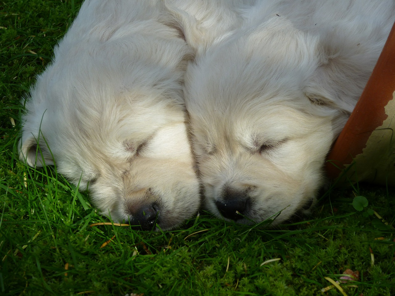 golden retriever puppy dog free photo