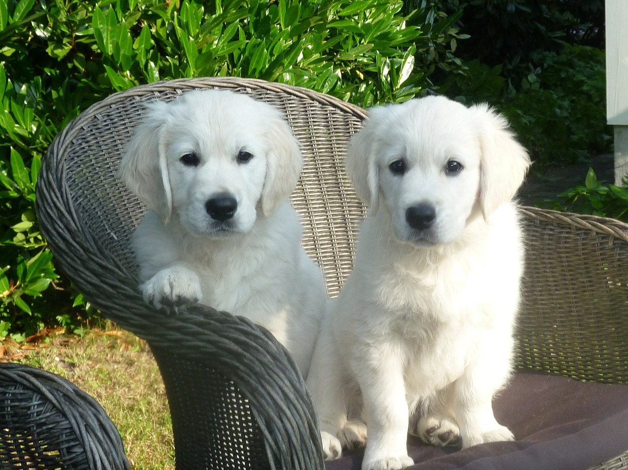 golden retriever puppy dog free photo