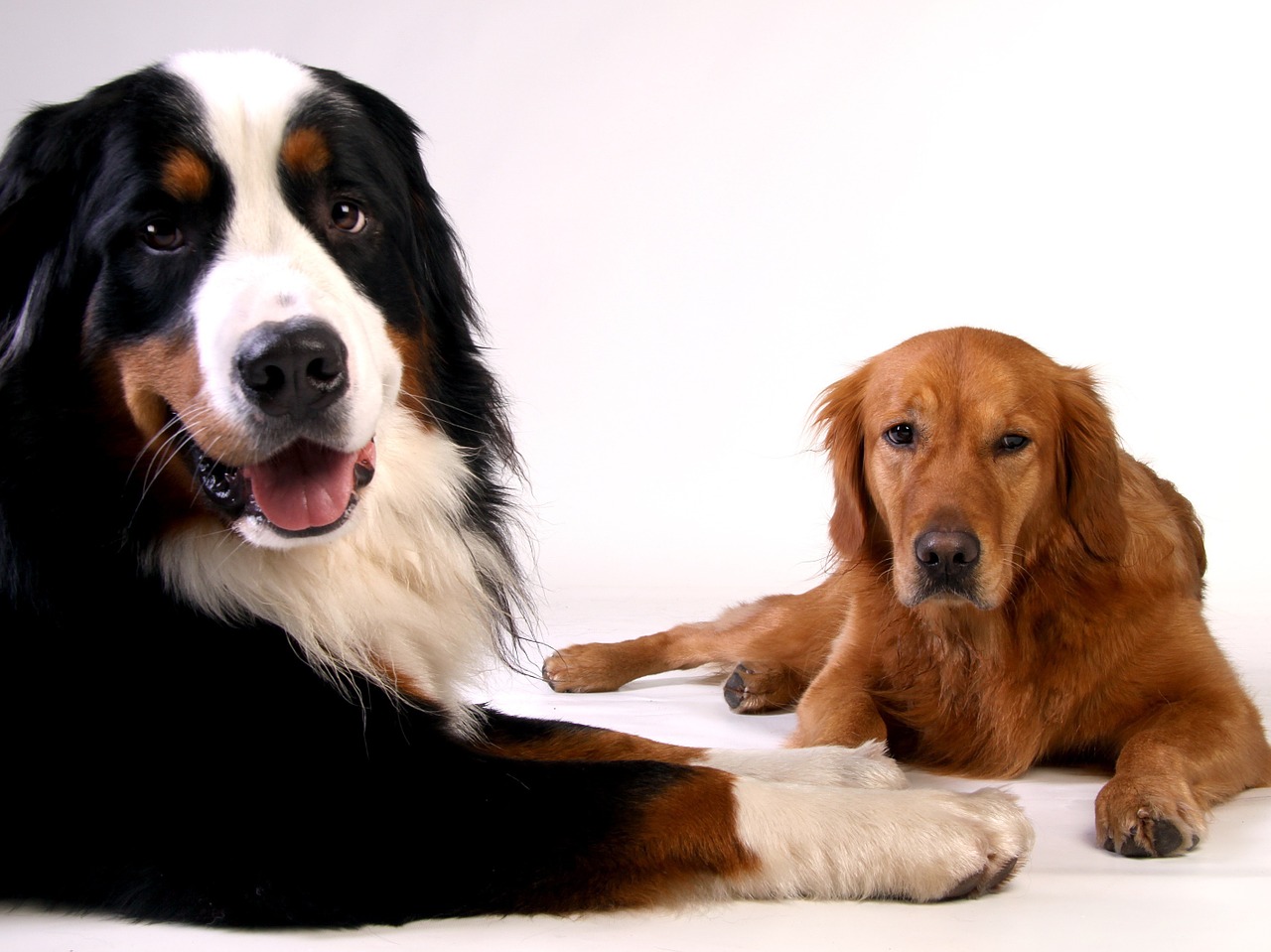 golden retriever bernese mountain dog dog free photo