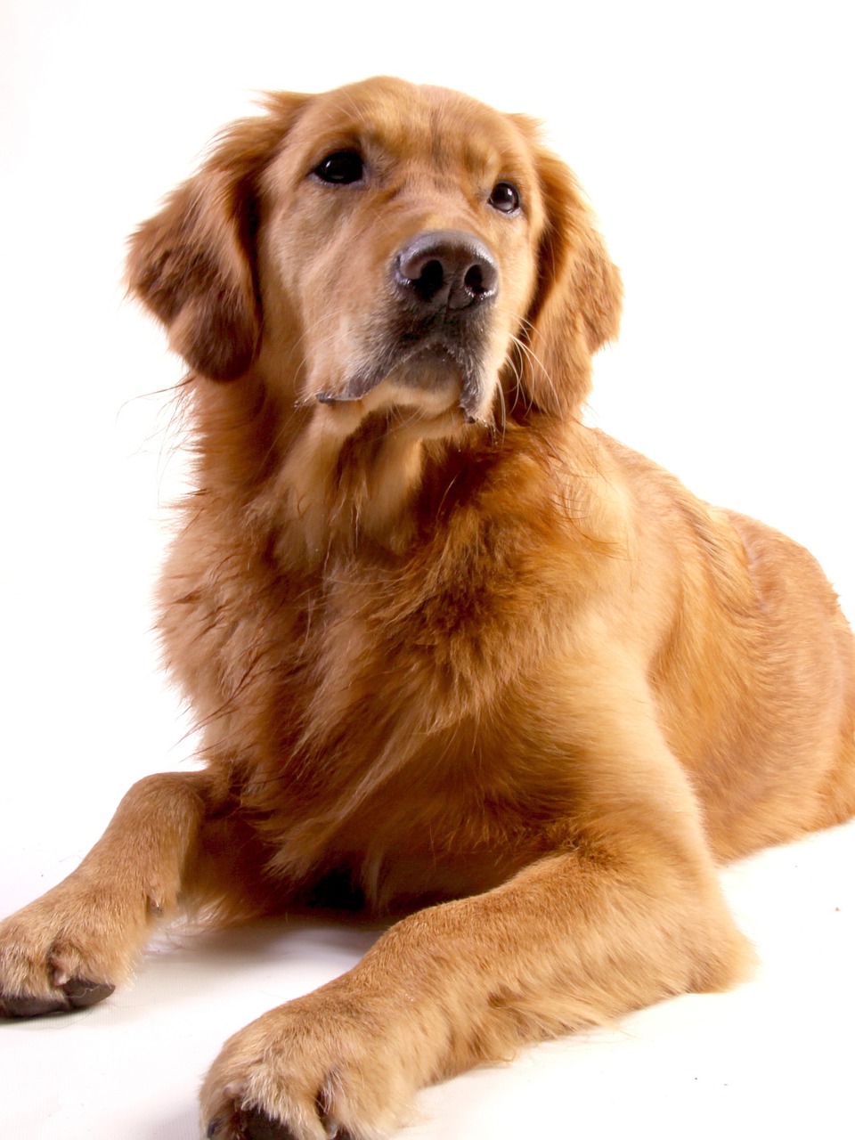 golden retriever dog animal free photo