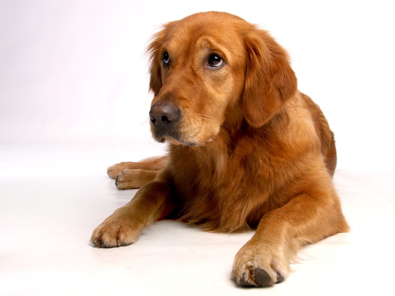 golden retriever dog good free photo