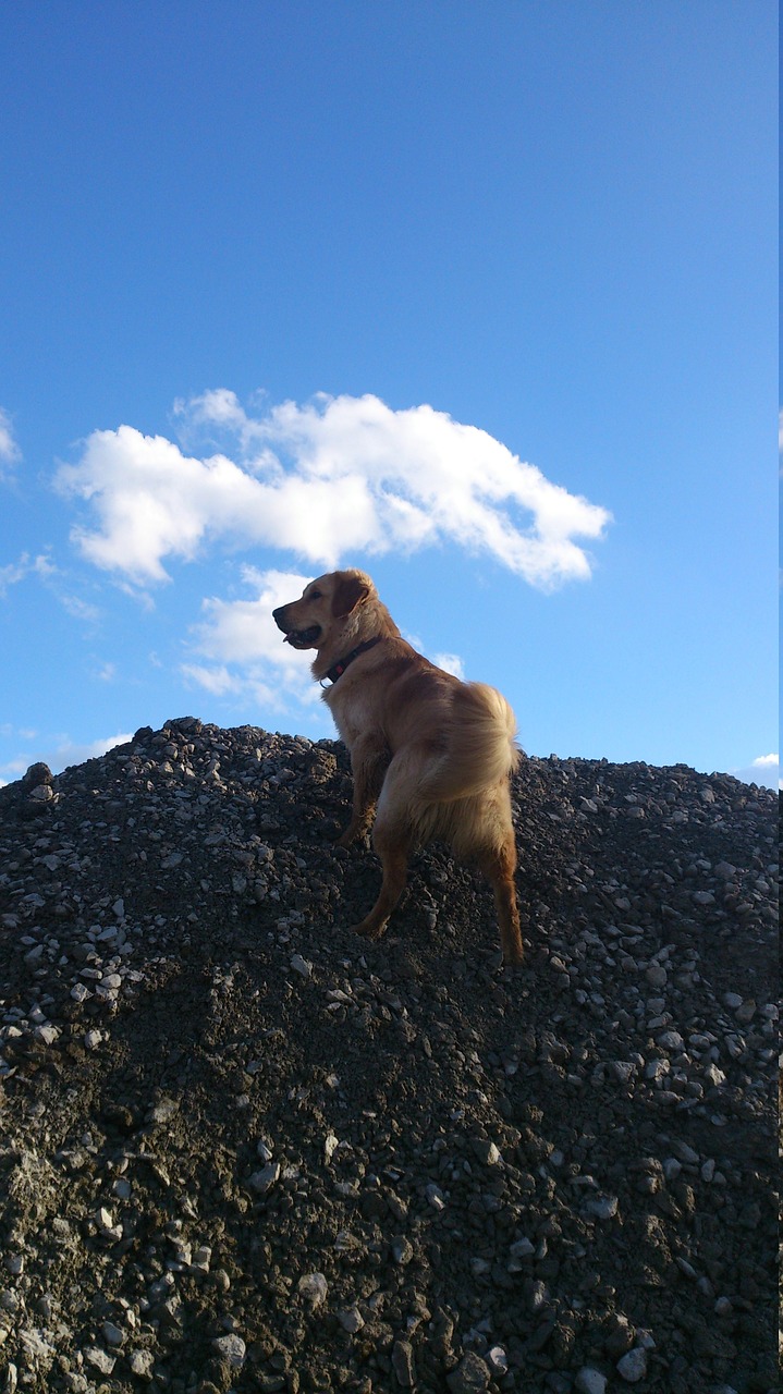 golden retriever male play free photo