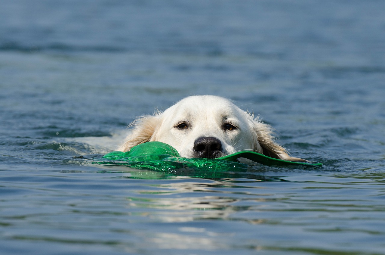 golden retriever dog retrieves dog in the water free photo