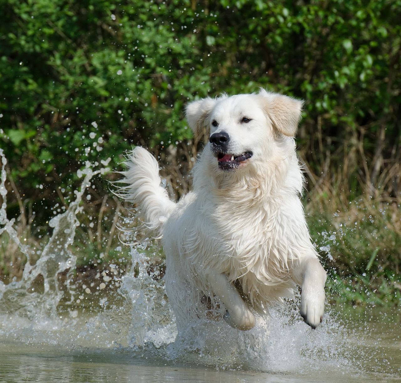 golden retriever water dog free photo