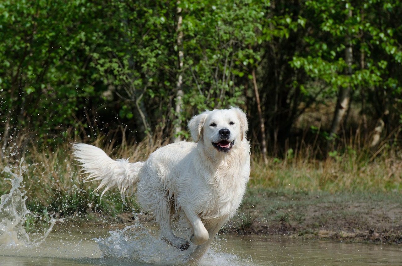 golden retriever water dog free photo