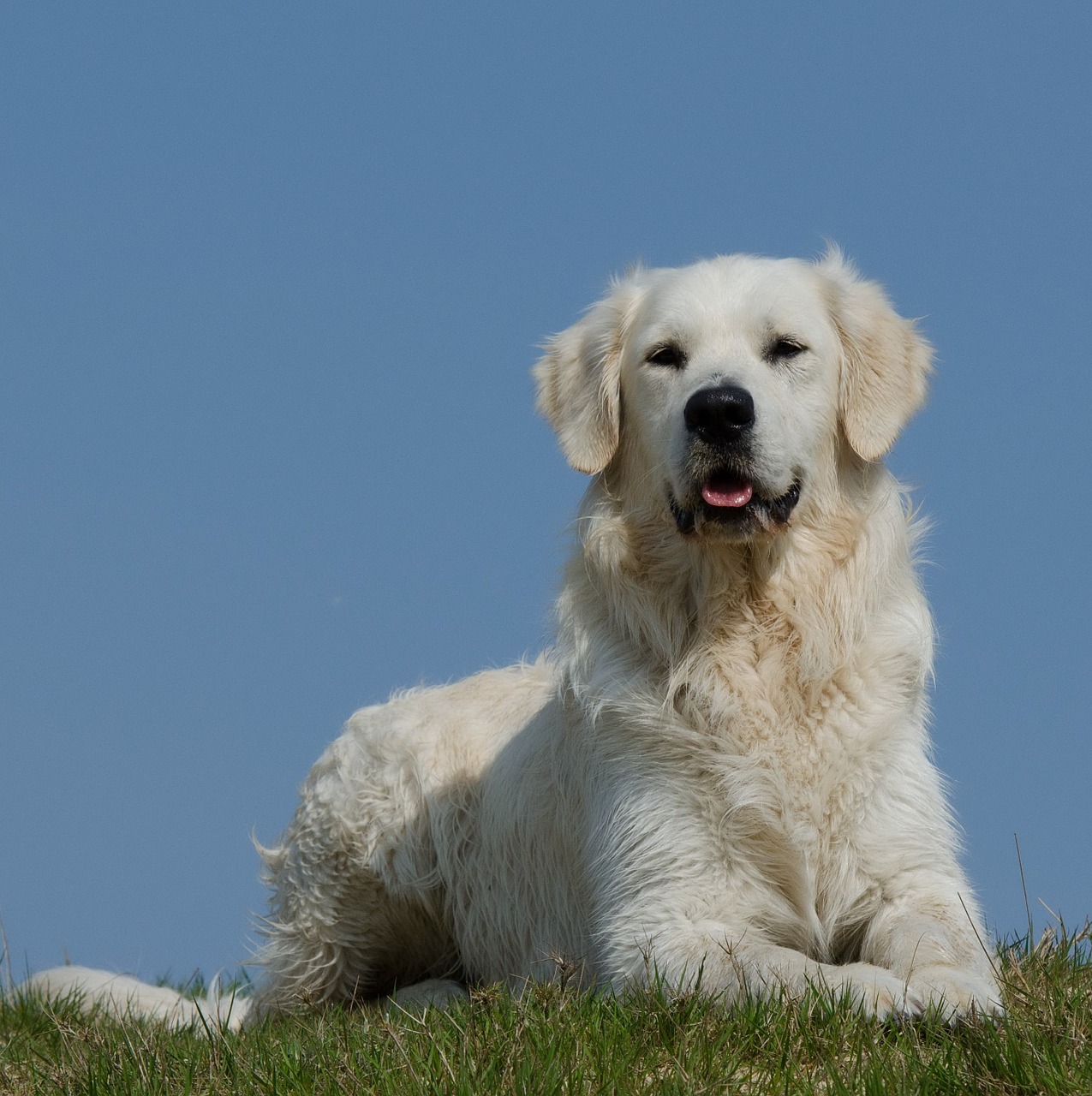 golden retriever meadow dog free photo